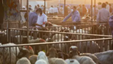 بازار فروش دام در آستانه عید قربان