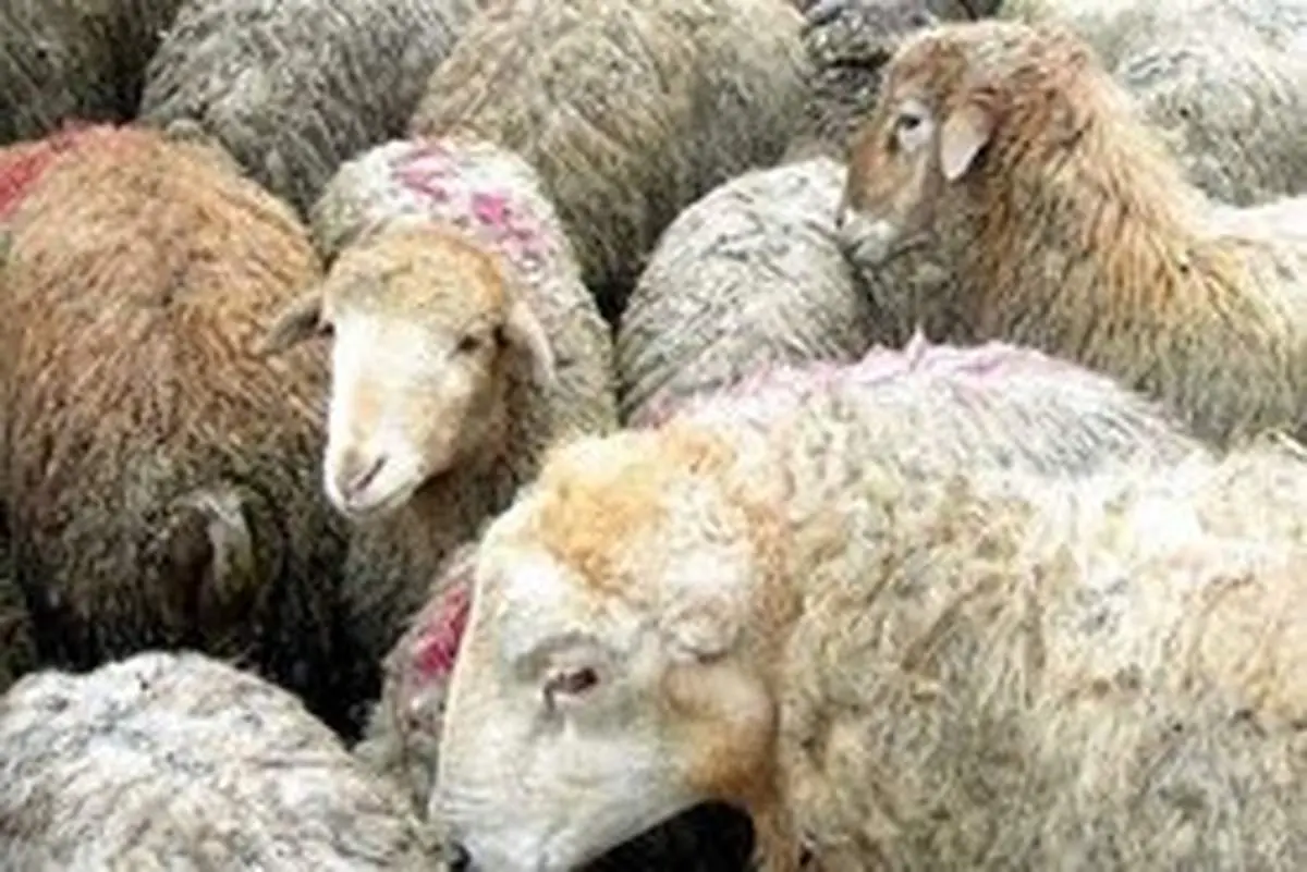 سخنگوی وزارت بهداشت: به هیچ وجه دام را در منازل و معابر عمومی ذبح نکنید