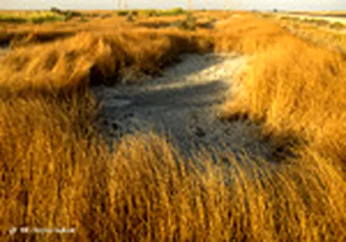 ۵۸ درصد تالاب شادگان خشک شده است