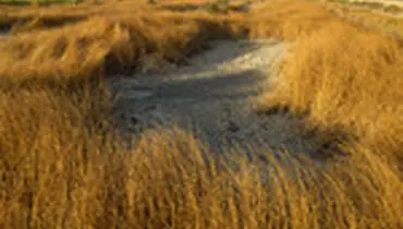 فاجعه زیست محیطی تالاب شادگان