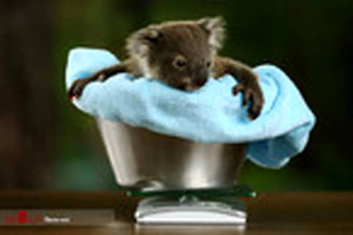 رسیدگی به کوآلا‌های باغ وحش - سیدنی