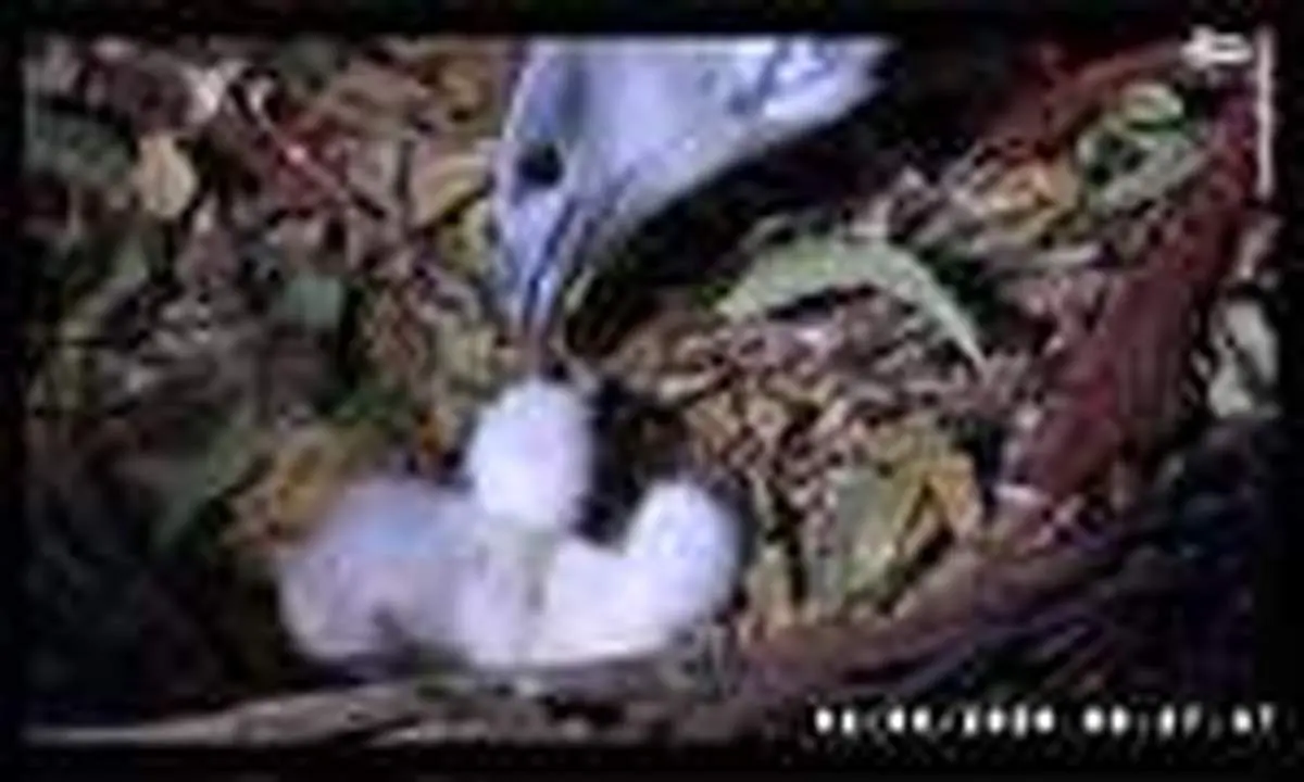 تصاویر منتخب حیات وحش هفته‎