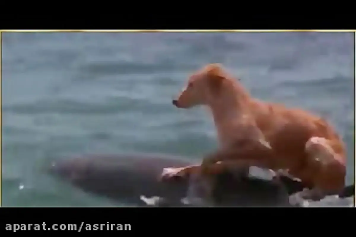 واکنش جالب یک سگ از دیدن دلفین + فیلم