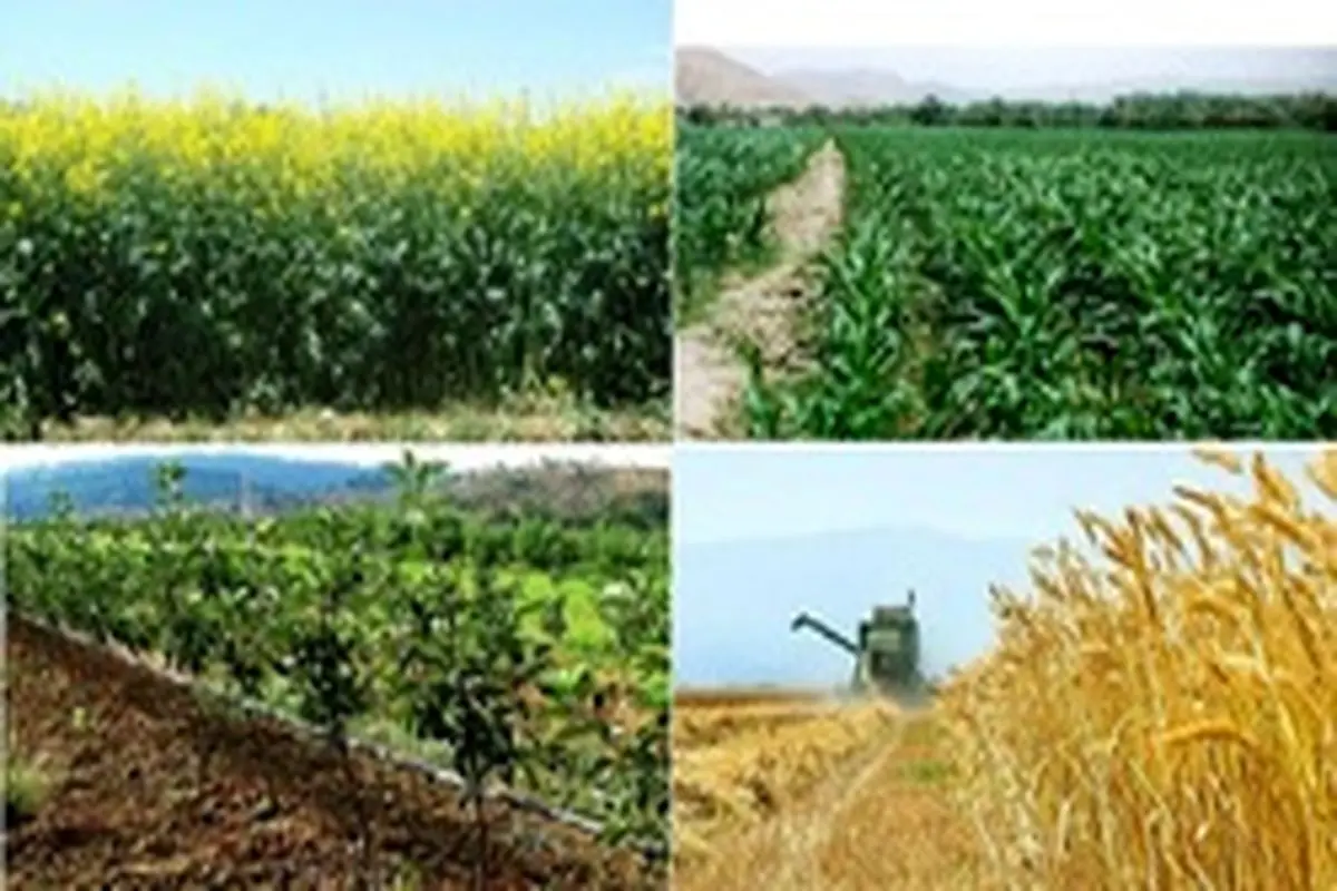 حسینی: مصالح بودجه‌ای نباید در قیمت گذاری محصولات کشاورزی مد نظر قرار گیرد