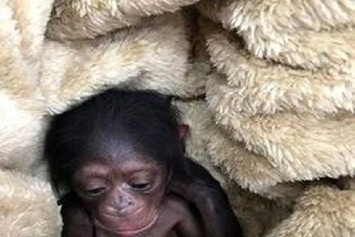 ماجرای انتقال شامپانزه ۳ ساله به خارج از کشور