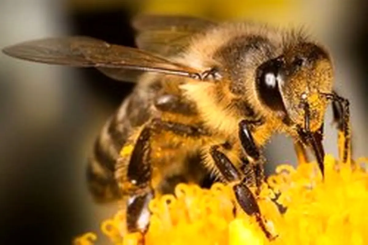 تأثیر "نیش زنبور" بر درمان بیماری کرونا حقیقت دارد؟