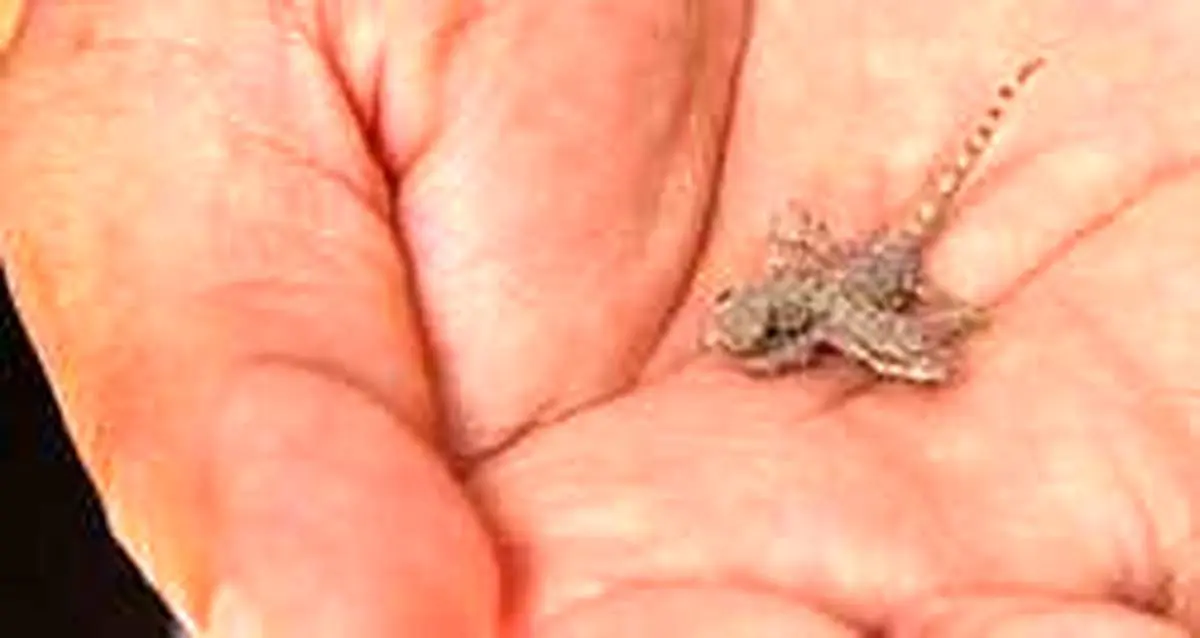 کوچک ترین دایناسور جهان مارمولک از آب در آمد