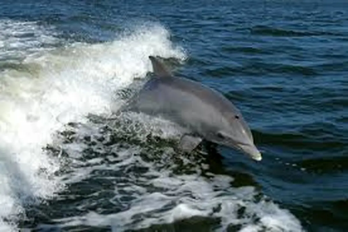 شنای گروهی ۳۰۰ دلفین در سواحل کالیفرنیا آمریکا+فیلم