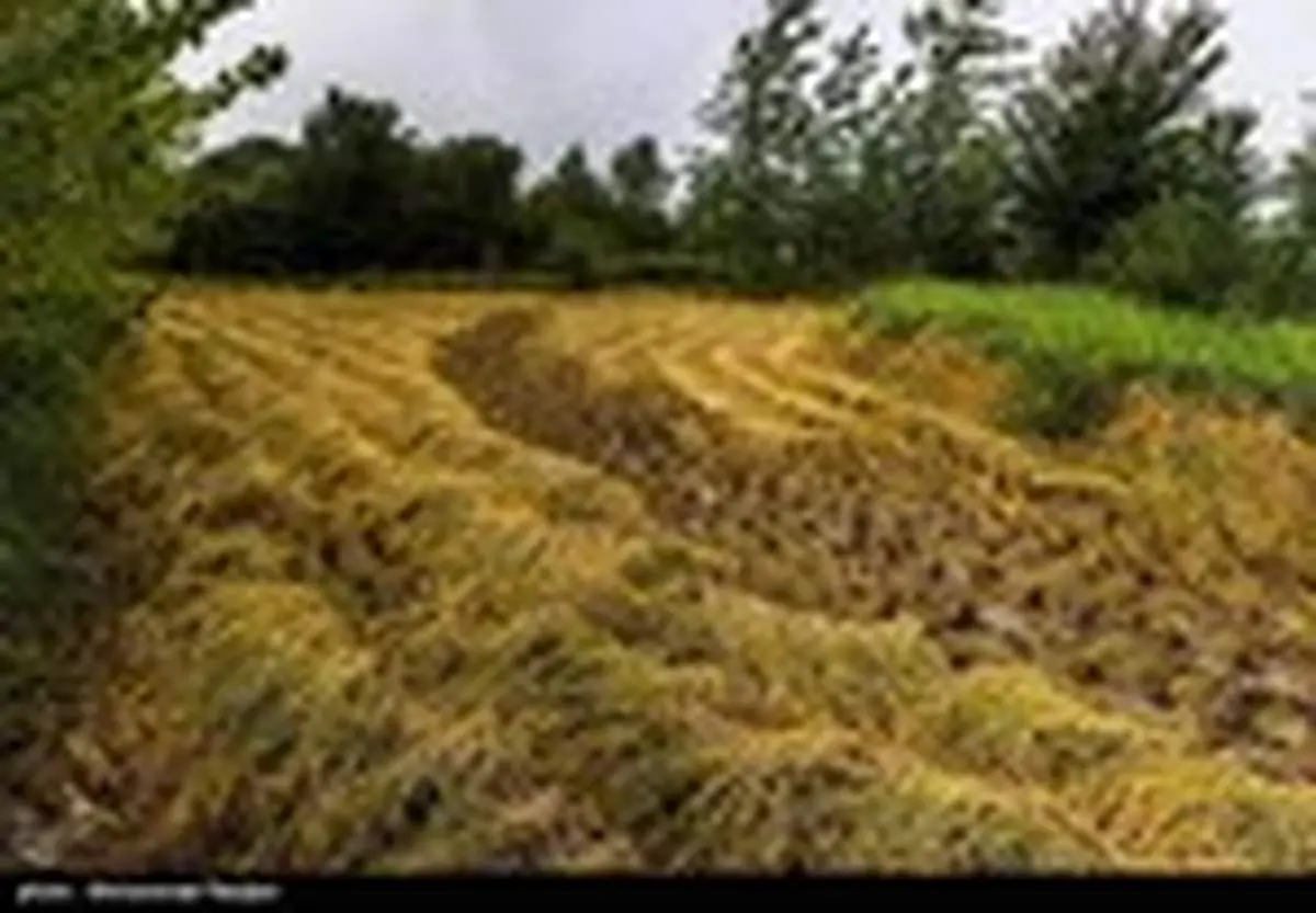 خسارت باران به شالیزارهای گیلان