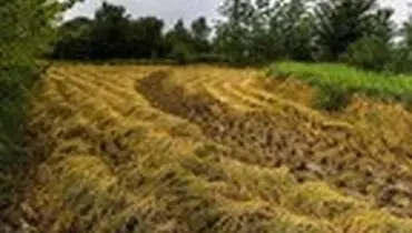 خسارت باران به شالیزارهای گیلان