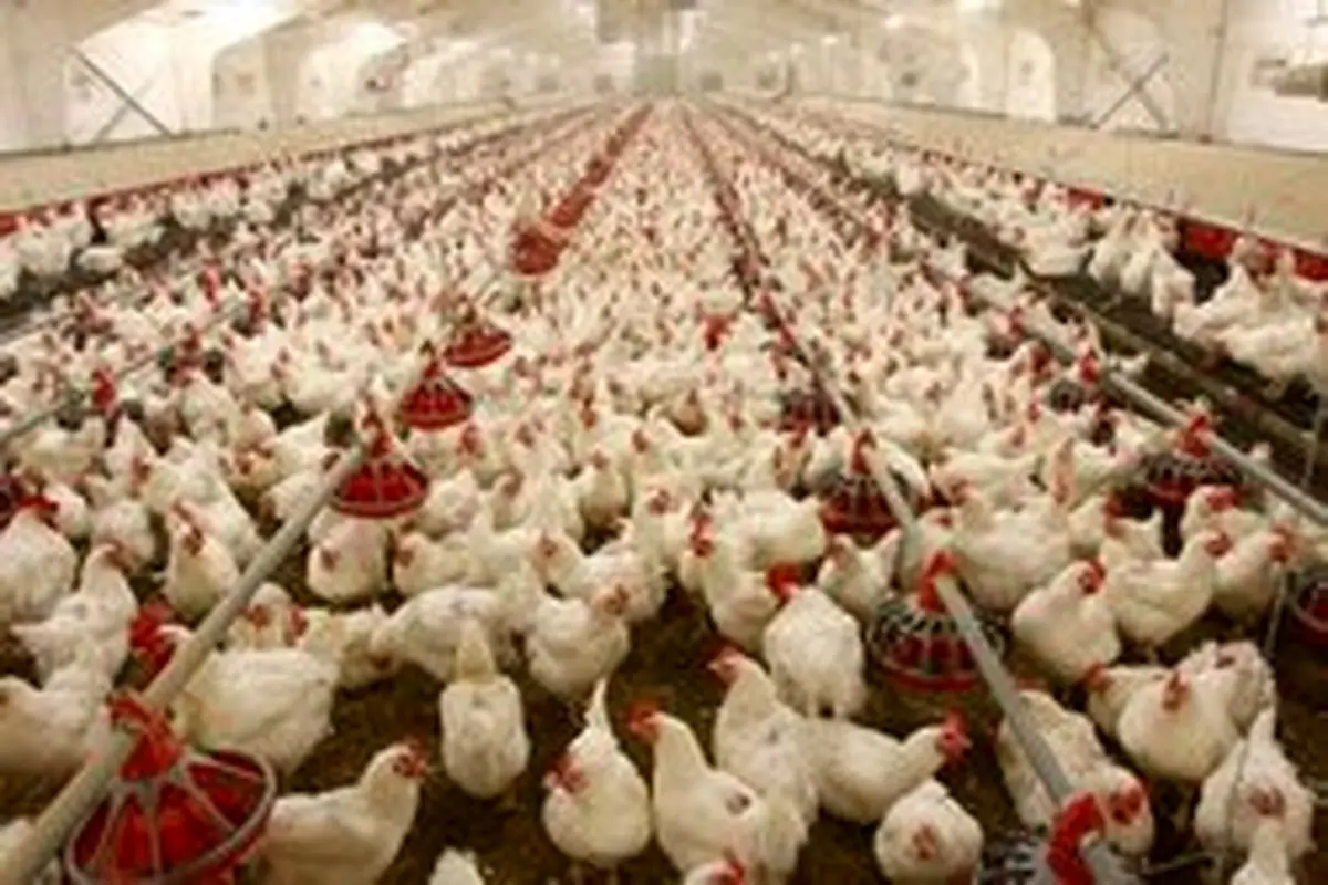 بررسی مشکل تامین نهادههای دام و طیور در کمیته اقتصادی کمیسیون اصل۹۰