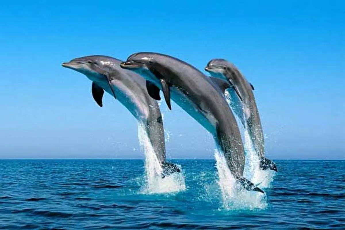 شنای گروهی دلفین‌ها + فیلم