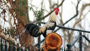 خروسی که صاحب ایتالیایی اش را به دردسر انداخت