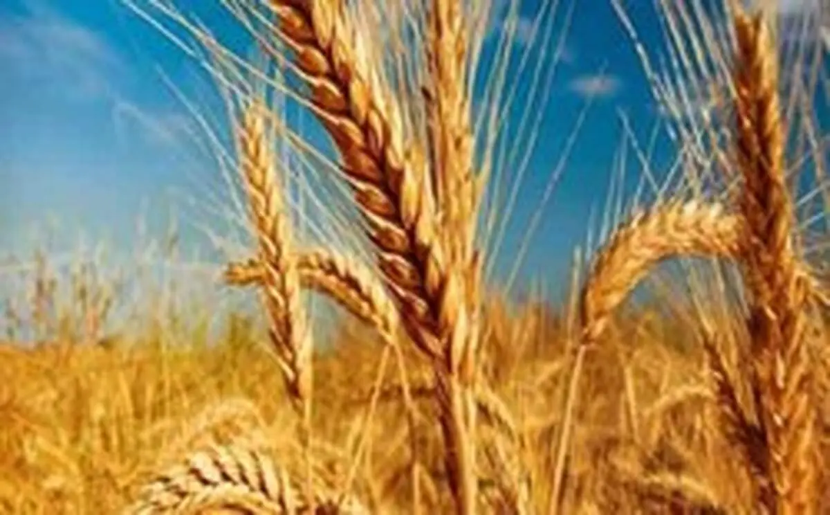 خرید گندم از ۸ میلیون تن گذشت