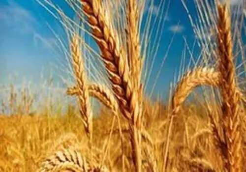 نرخ خرید تضمینی گندم در بودجه ۱۴۰۵ مشخص شد