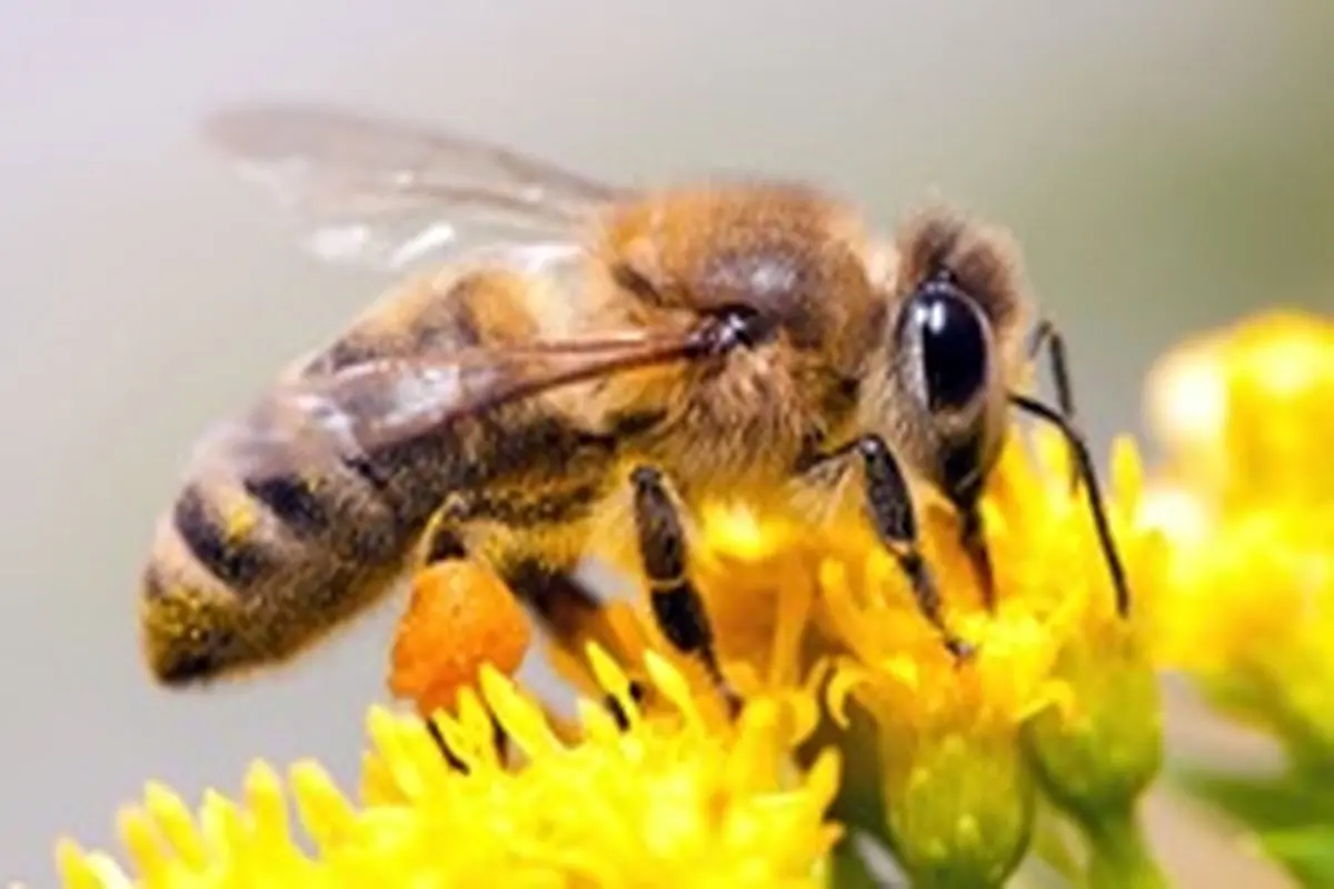 مزایا و فواید زهر زنبور عسل