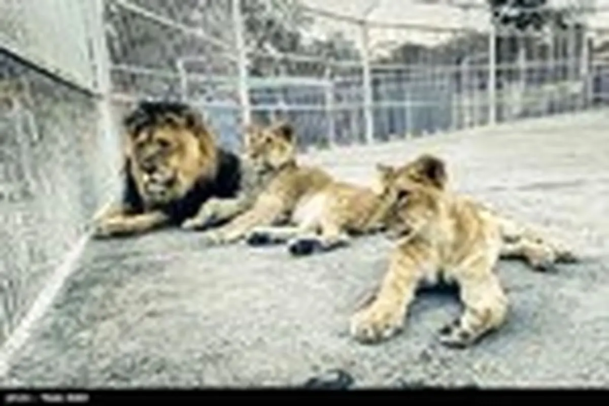 یک سالگی شیرهای آفریقایی در باغ وحش تبریز