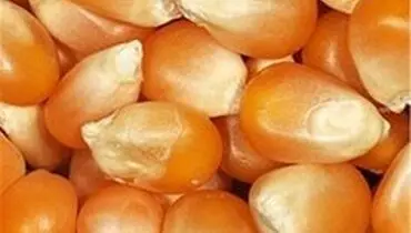 ۳ میلیون تن ذرت وارد شده با ارز ۴۲۰۰ تومانی گم شد