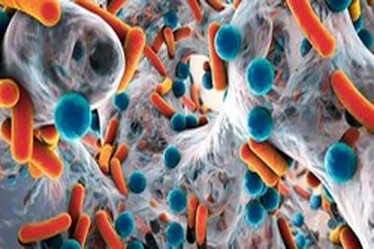 محققان: عفونت‌های ویروسی منجر به فرسودگی ایمنی می‌شوند
