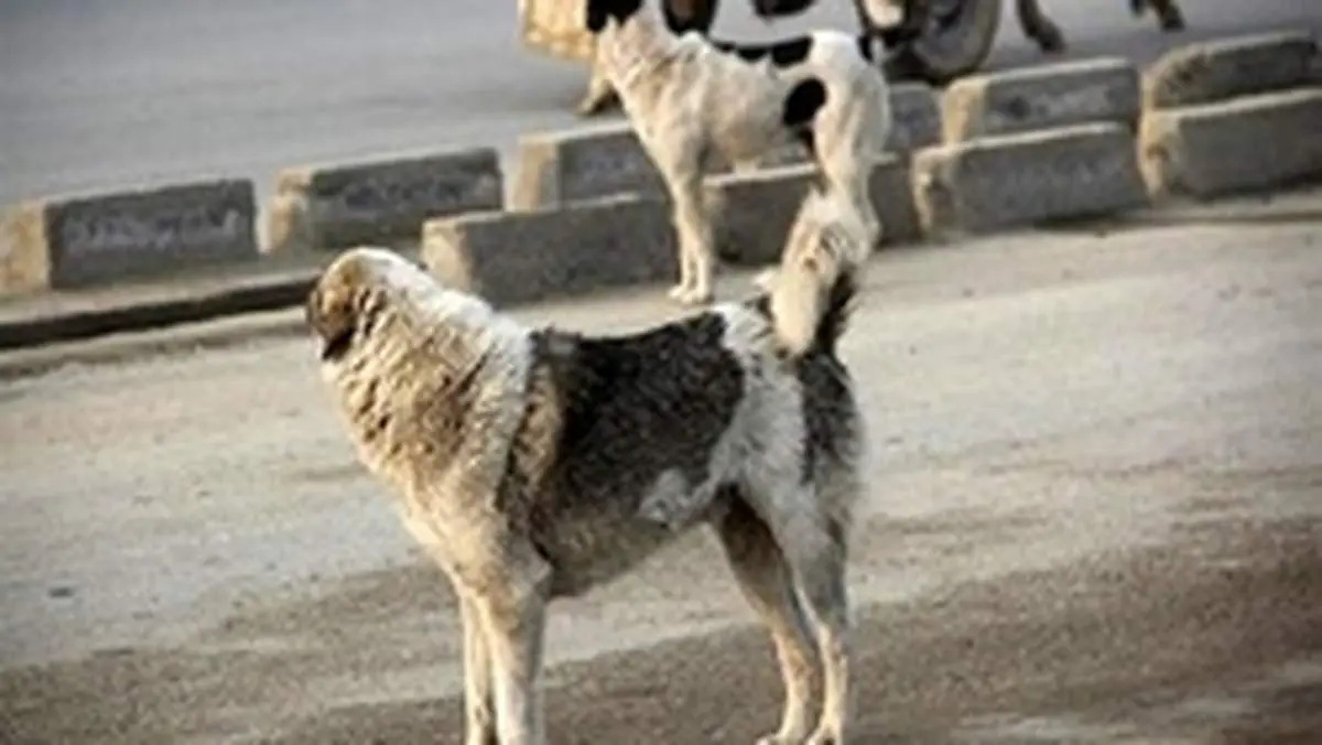 بهترین روش برخود با سگ ولگرد