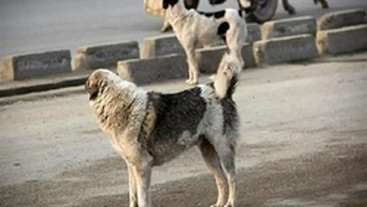 بهترین روش برخود با سگ ولگرد
