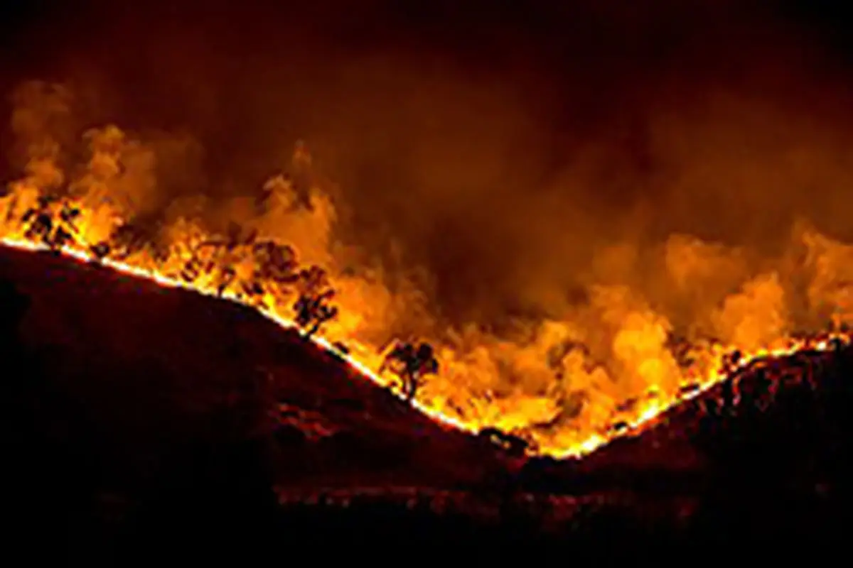 آتش سوزی گسترده‌ای که جنگل‌های آمریکای جنوبی را درنوردید + فیلم