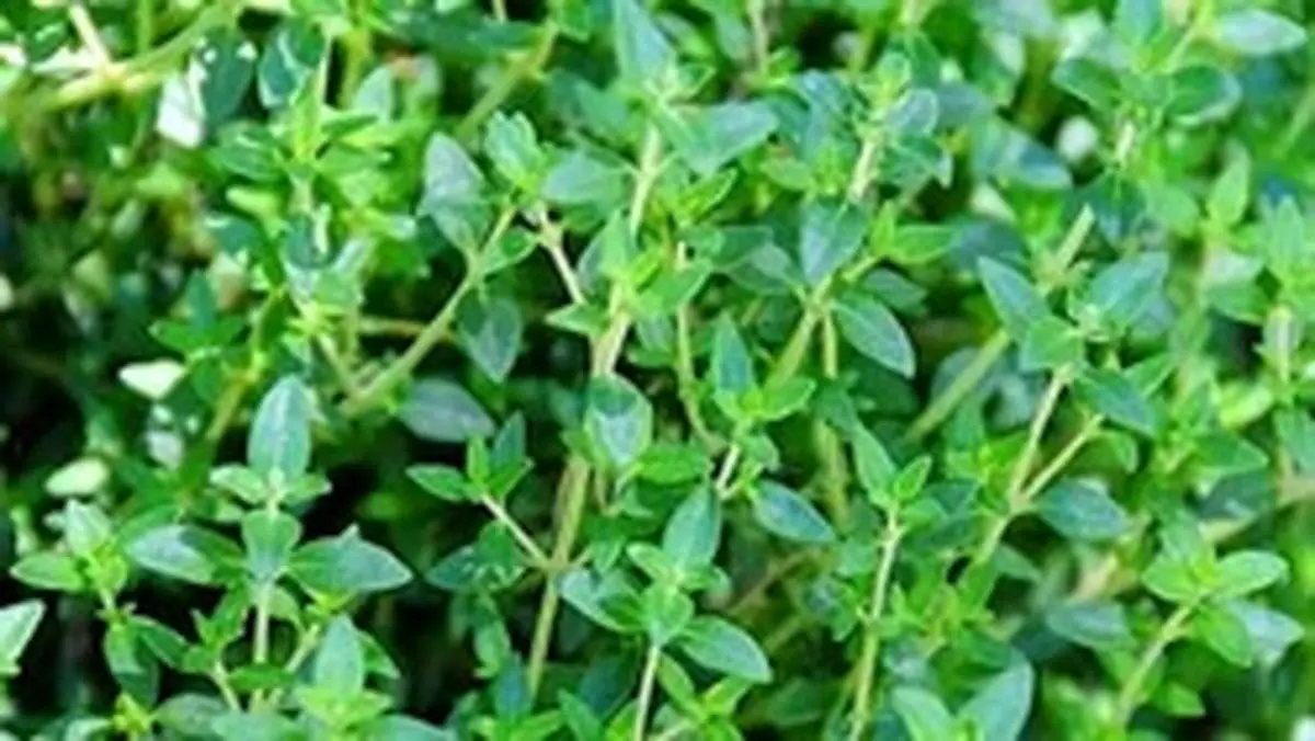 خواص جادویی آویشن برای ریه
