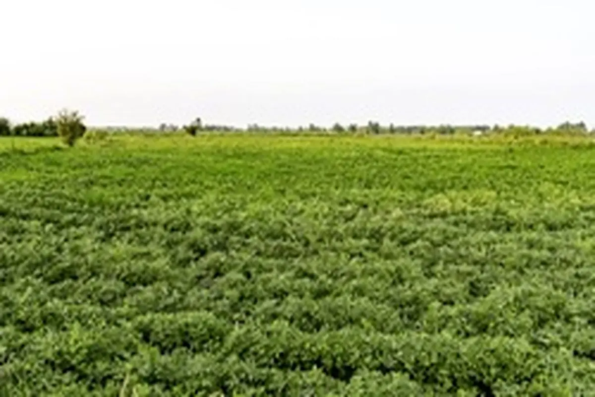 مزارع بادام زمینی