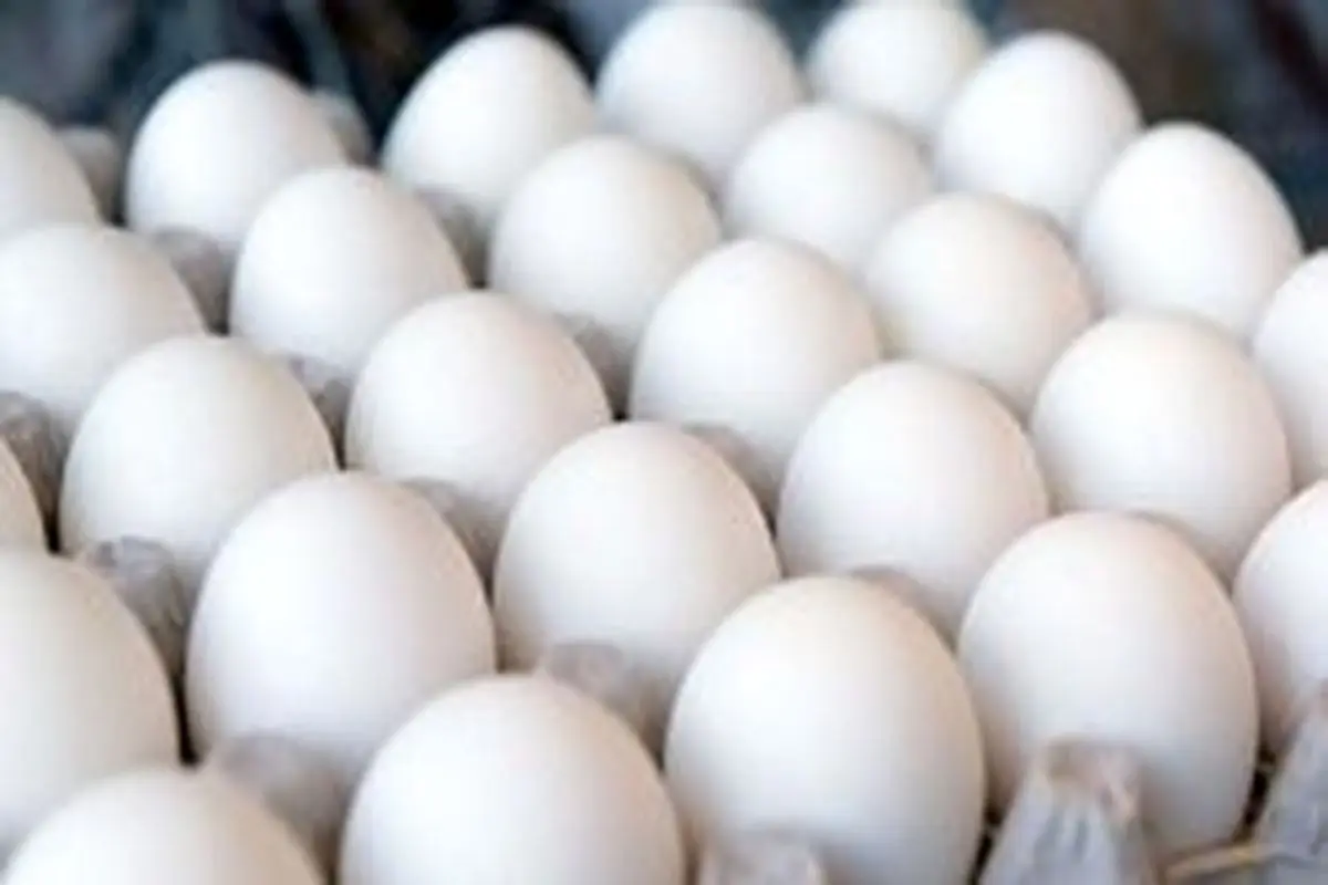 قیمت هر شانه تخم مرغ درب مغازه حداکثر ۲۰ هزار تومان