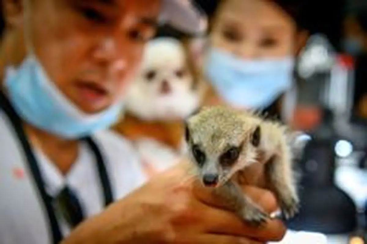 نمایشگاه جانوران اهلی و وحشی در بانکوک