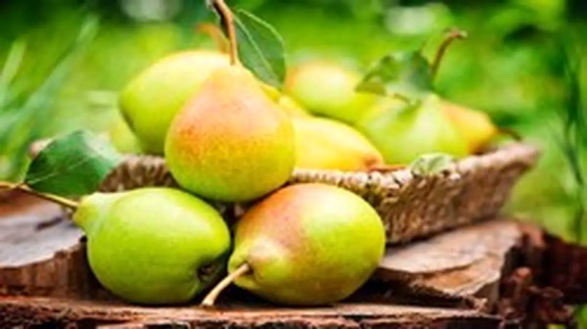 خواص و مضرات مصرف گلابی