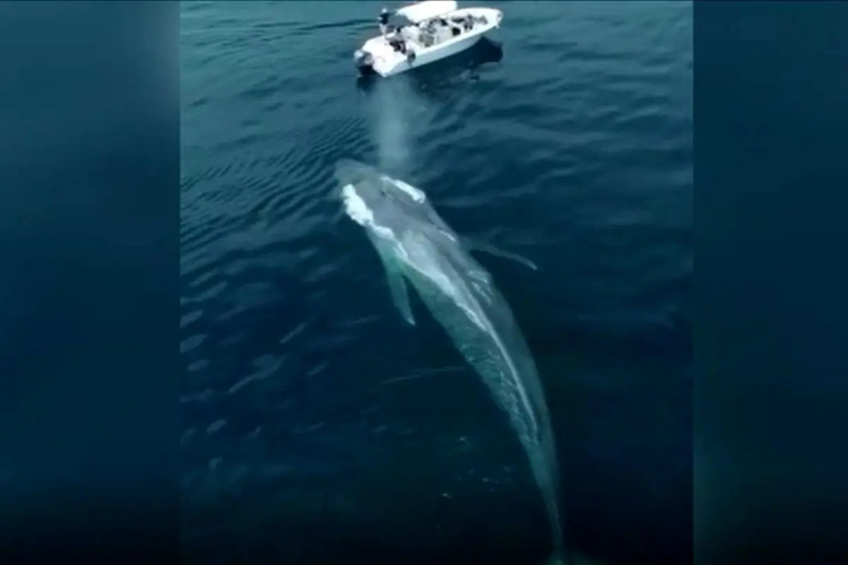 صحنه دیدنی حضور یک نهنگ غول پیکر در کنار قایق تحقیقاتی