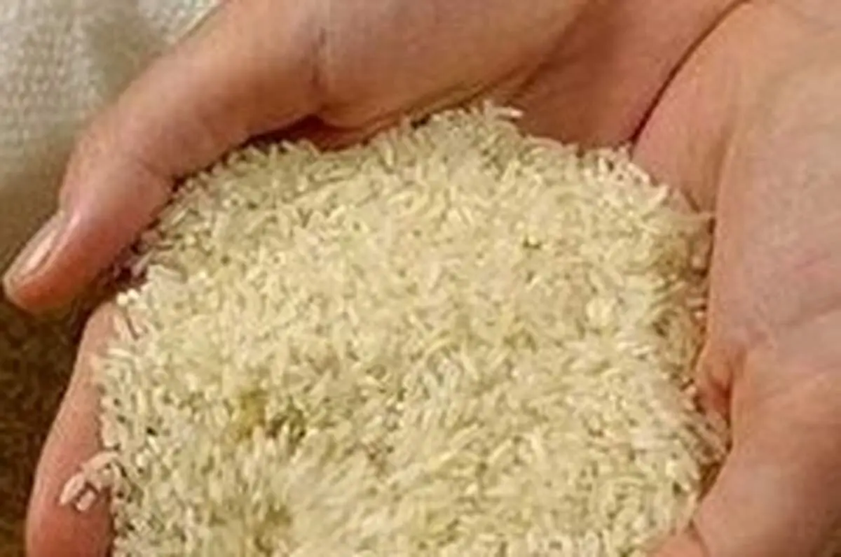 ترخیص ۴۹۷ هزار تن برنج وارداتی از گمرکات کشور