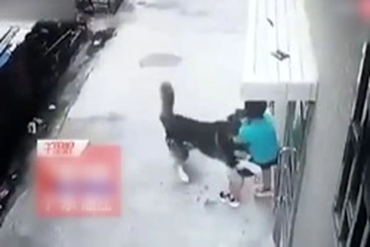 حمله سگ هاسکی به پسربچه ۶ ساله در خیابان + فیلم