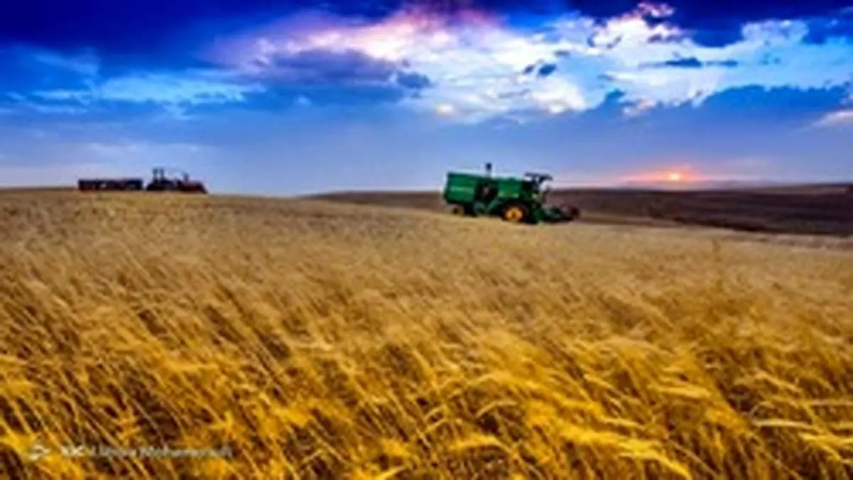هاشمی : خرید تضمینی گندم به ۸ میلیون و ۵۰۰ هزار تن رسید