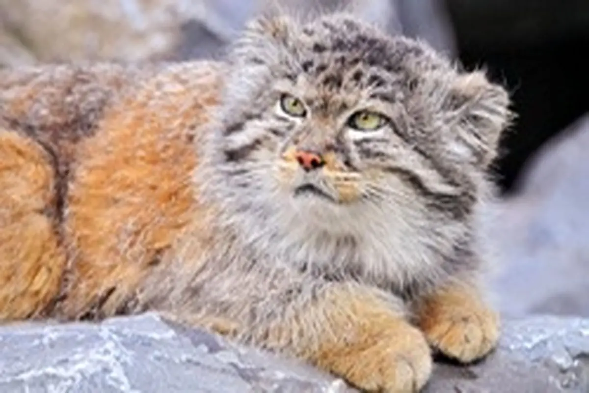 گربه پالاس، گونه‌ای نادر از گربه سان ایرانی را بشناسید