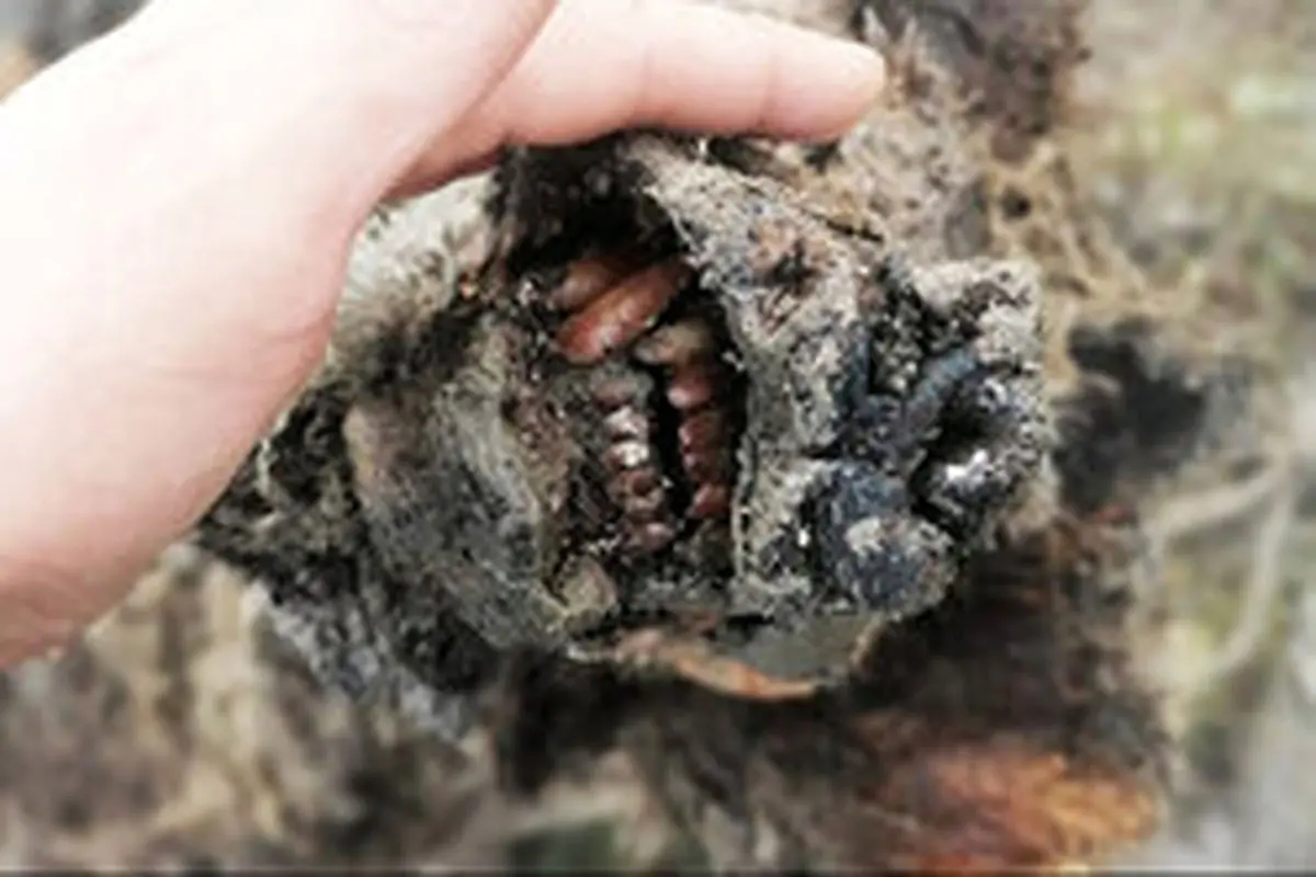 کشف جسد خرس ۳۹ هزار ساله در سیبری + عکس