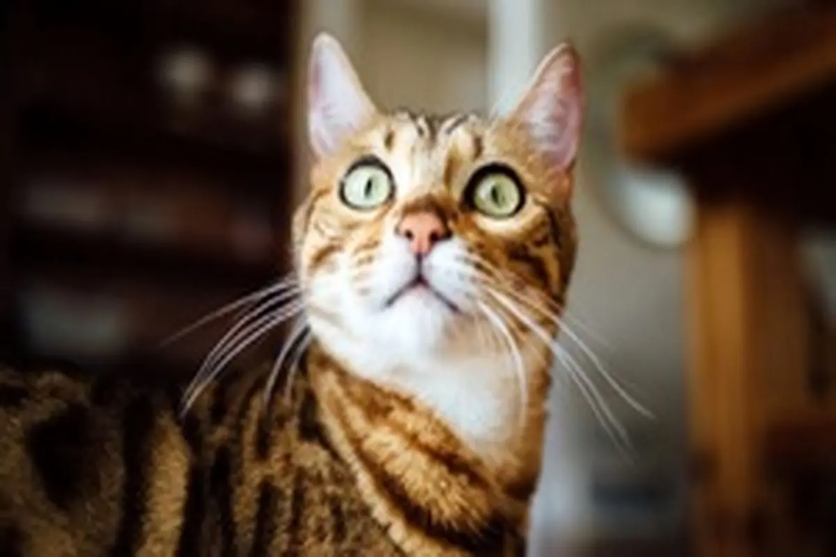 علت خیره شدن گربه‌ها به یک نقطه نامعلوم