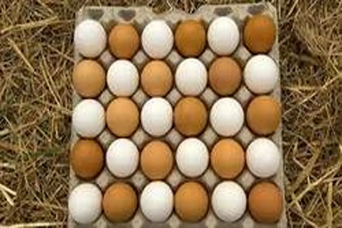 نرخ هر شانه تخم مرغ ۳۰ هزار تومان شد