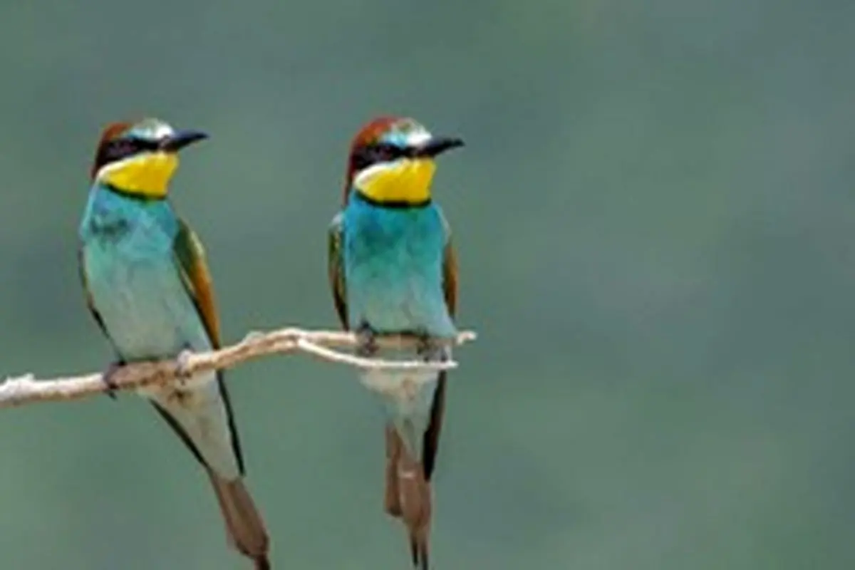 دنیای رنگارنگ پرندگان