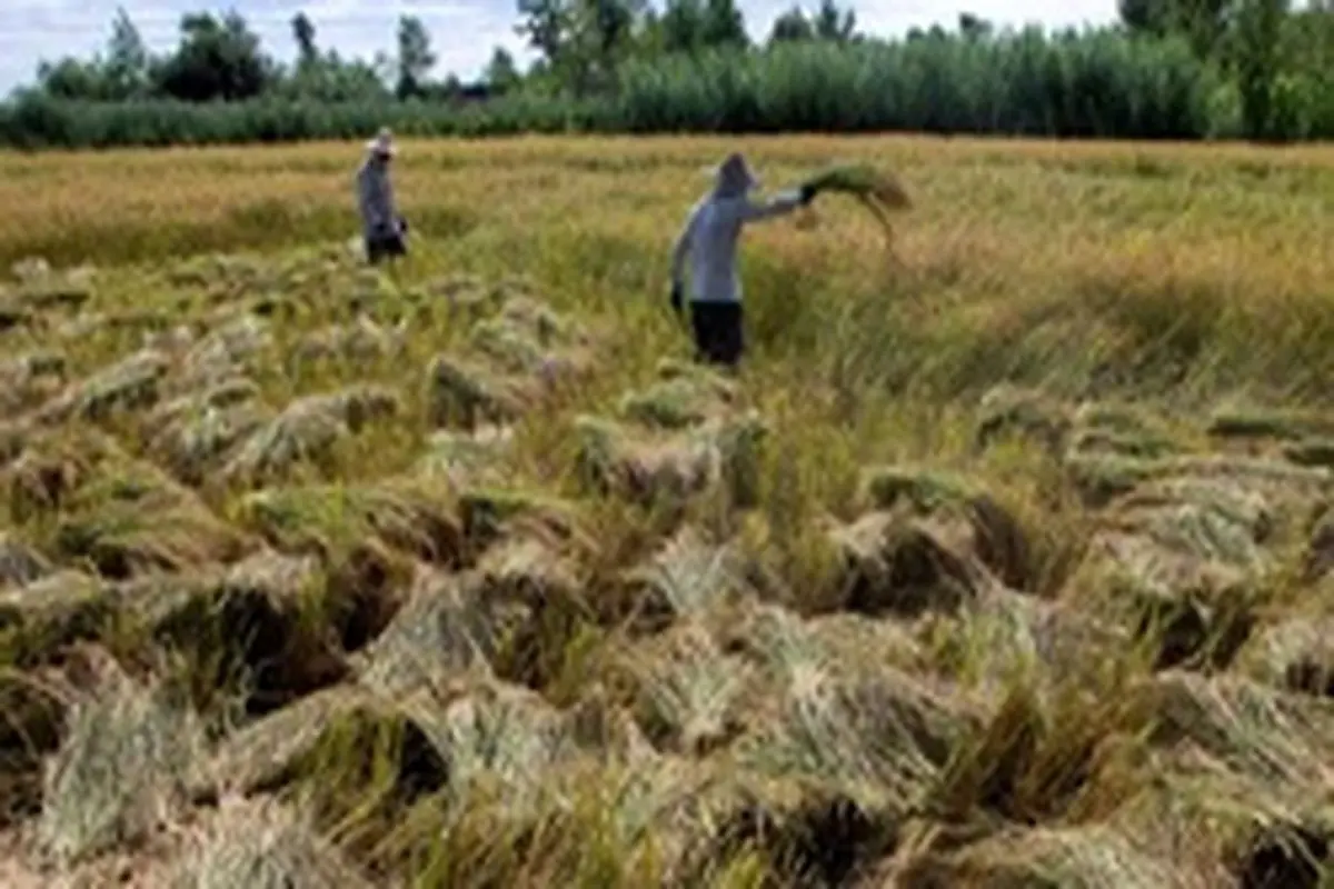 روزهای پر از رنج برداشت برنج در گیلان