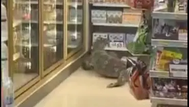 مارمولک غول‌پیکر در فروشگاه مواد غذایی! + ویدئو | تصاویر هولناک بالارفتن مارمولک از قفسه ها