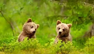 انتشار تصاویر جذاب از الاکلنگ بازی توله‌خرس‌ها + فیلم

