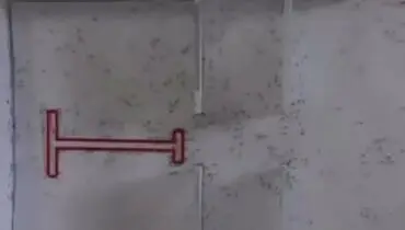 هوش عجیب مورچه ها در حل پازل + فیلم