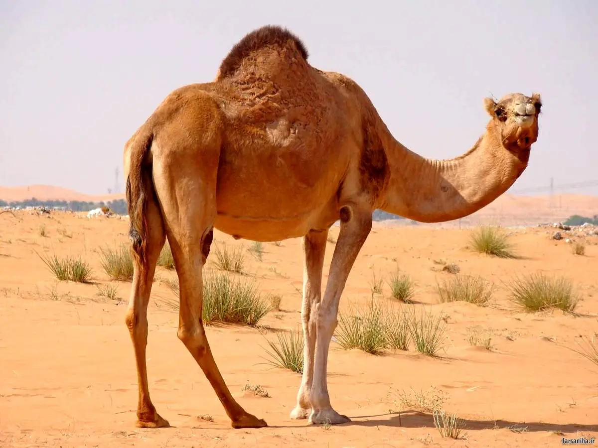 واکنش جالب شتر بعد از خوردن لیمو ترش+ فیلم