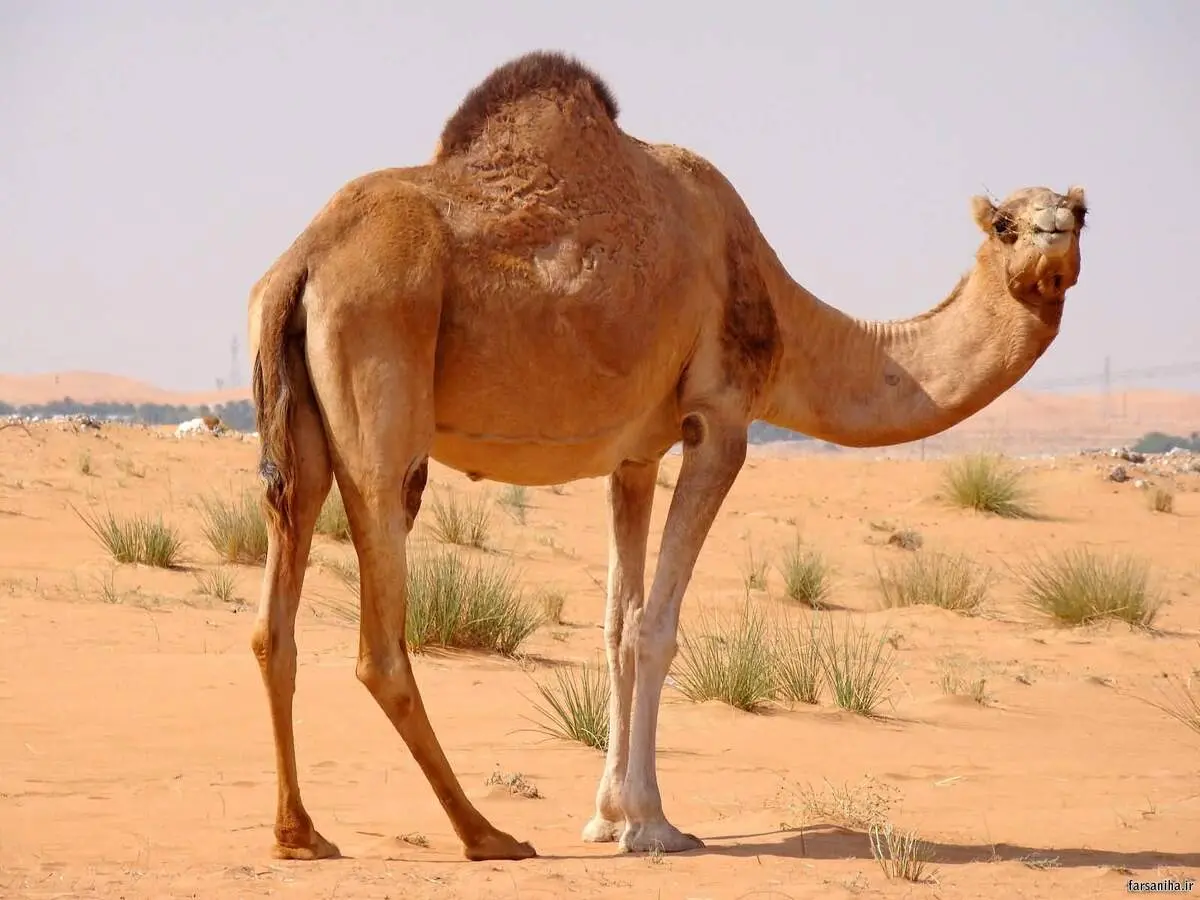 واکنش جالب شتر بعد از خوردن لیمو ترش+ فیلم