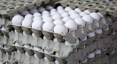 بازار تخم‌مرغ در التهاب؛ قیمت‌ها از مصوب تا میلیونی
