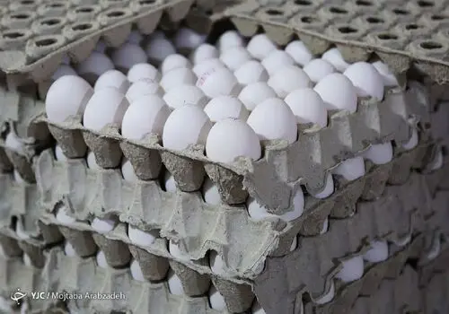 تخم‌مرغ بخور، پیر نشو! توصیه‌ای طلایی از یک جراح باتجربه