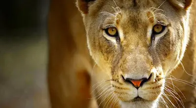 رویارویی نفس‌گیر شیر ماده با پلنگ بی‌پناه + فیلم