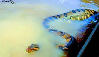 هجوم پیتون‌های غول‌پیکر به خیابان‌های سیل‌زده اندونزی + ویدیو